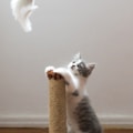 gray cat leaning on scratch post and looking on hanged fur fish