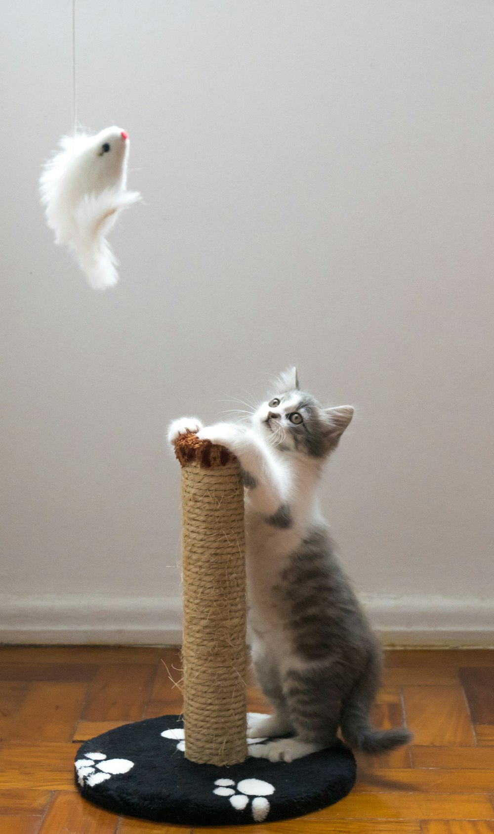 Graue Katze, die sich an einen Kratzbaum lehnt und auf einen aufgehängten Pelzfisch schaut