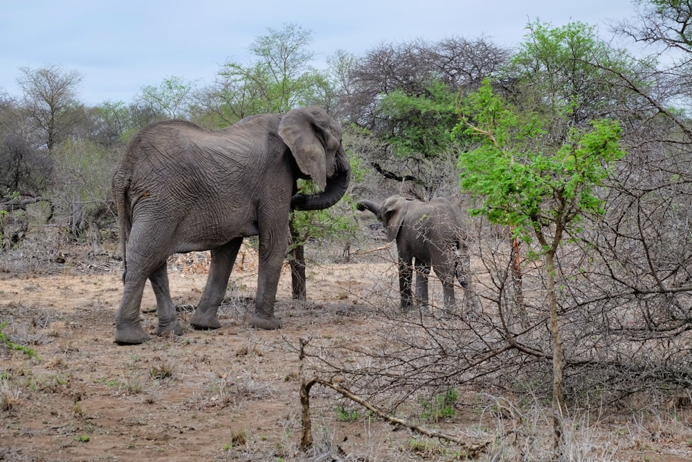 Elephant on field during daytime