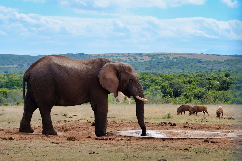 elephant standing front of trees at daytime