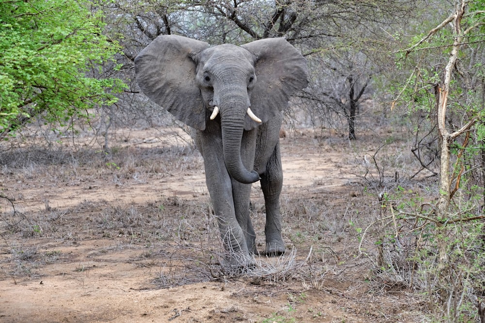 elephant standing surrounded by trees