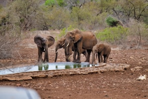 A family watching elephants near a watering hole in Ngorongoro Crater at sunset