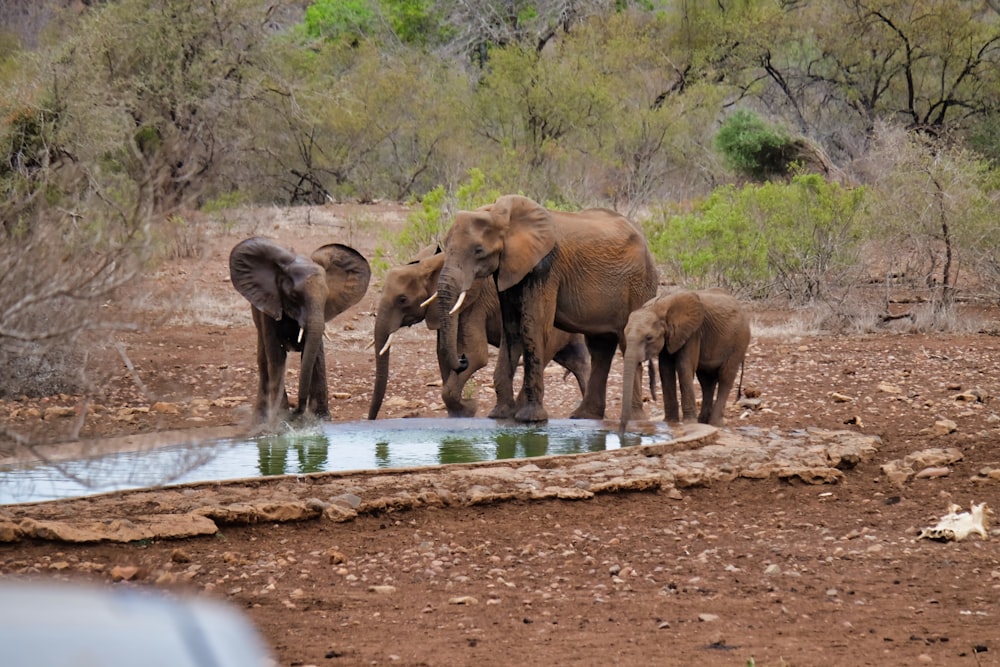 brown elephant on forest