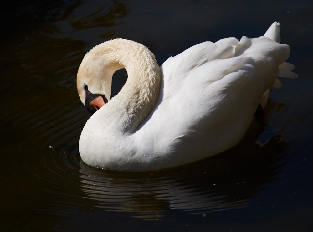 white Goose floating on calm water