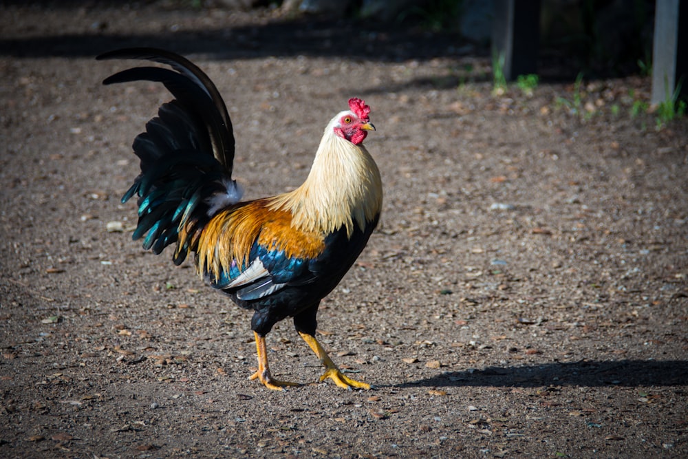 Gallo blanco parado en el suelo