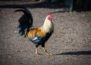 white rooster standing on ground