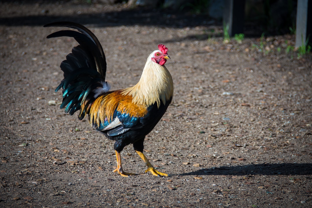 Rooster struts its farmyard