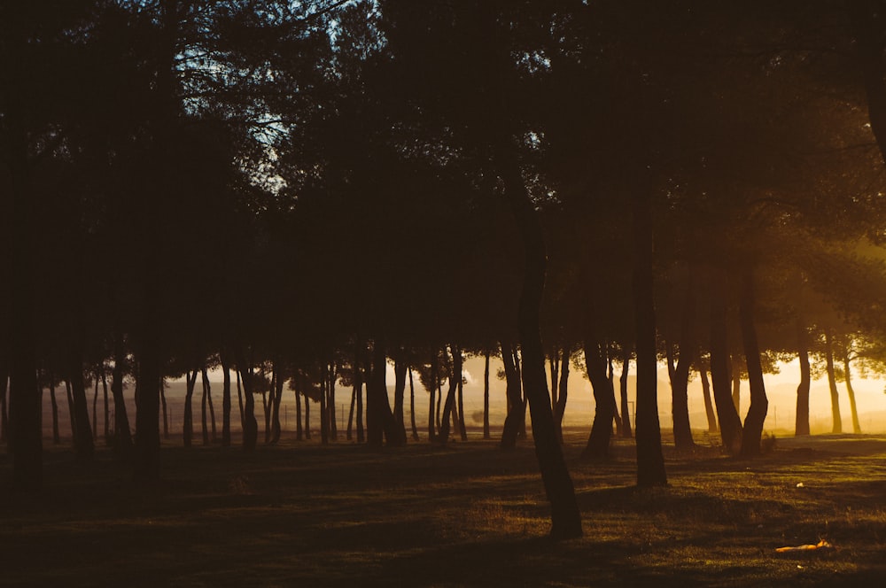 árboles durante la puesta de sol