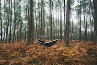 A hammock gently swaying between two trees with a view of the misty forest.