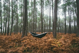 black hammock under green trees