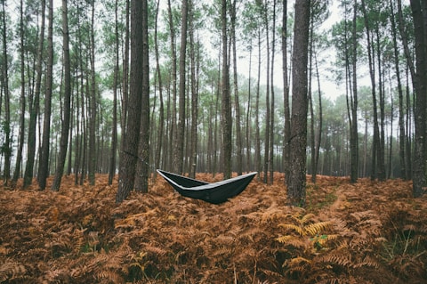 black hammock under green trees