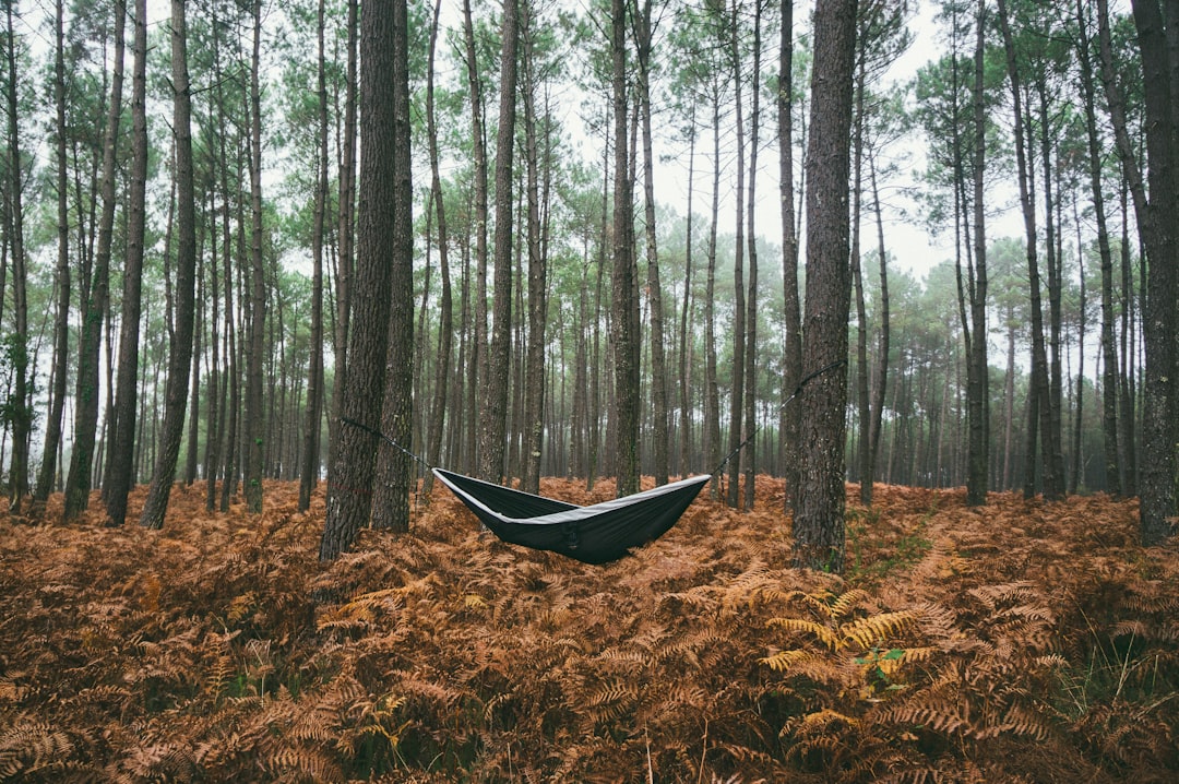black hammock under green trees,