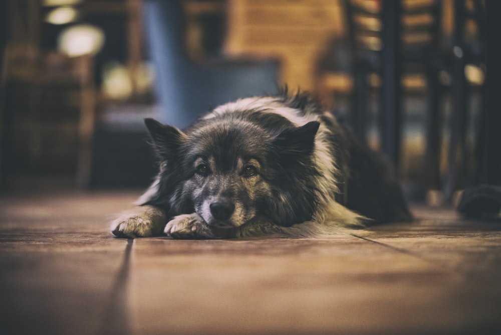 床に横たわる白黒犬のセレクティブフォーカス撮影