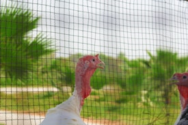 Two turkeys are seen behind a wire mesh fence in an outdoor setting, with lush green foliage in the background.