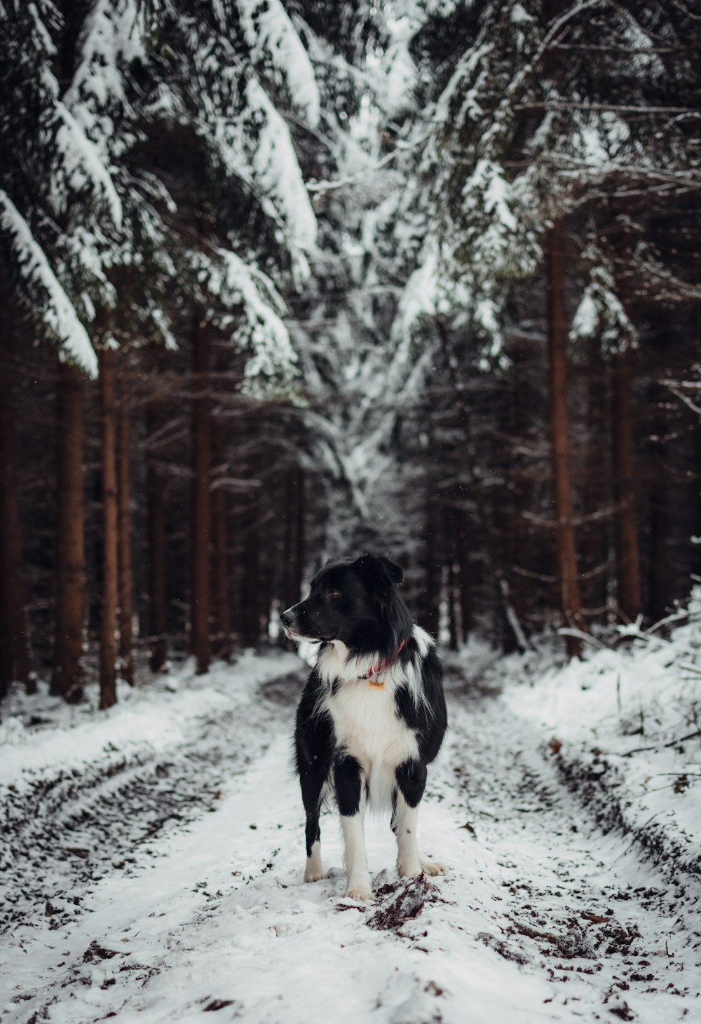 black and white don standing on snow covered road during daytime