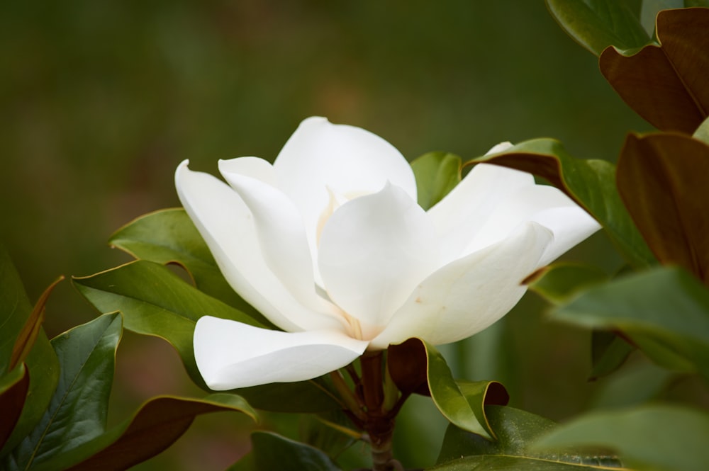 Las flores de pétalos blancos florecen durante el día