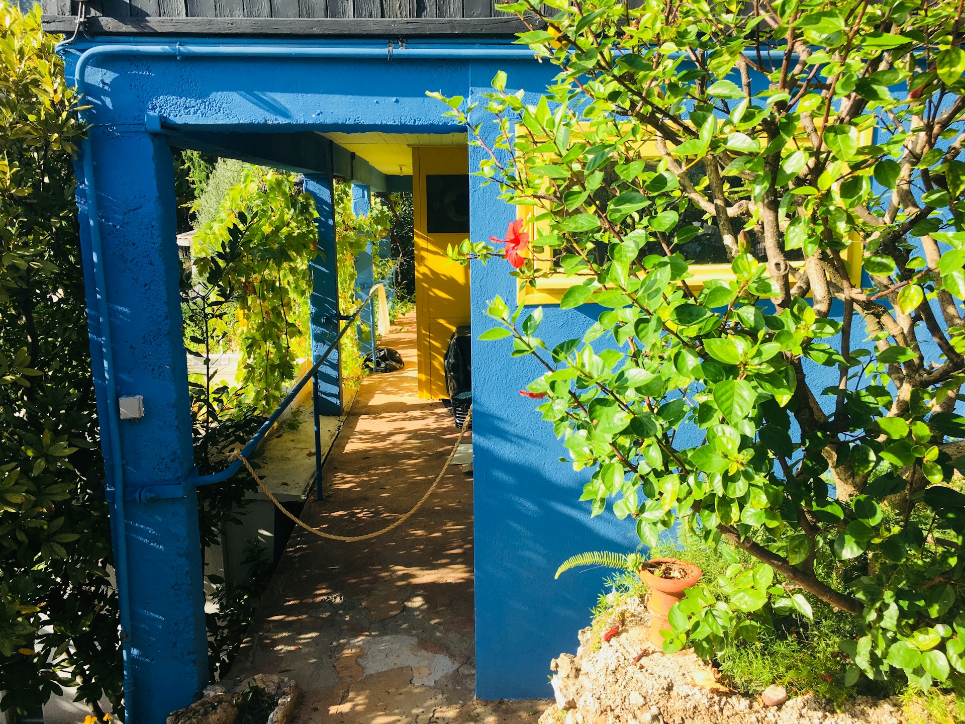 A vibrant outdoor scene showcasing natural light and vivid colors.