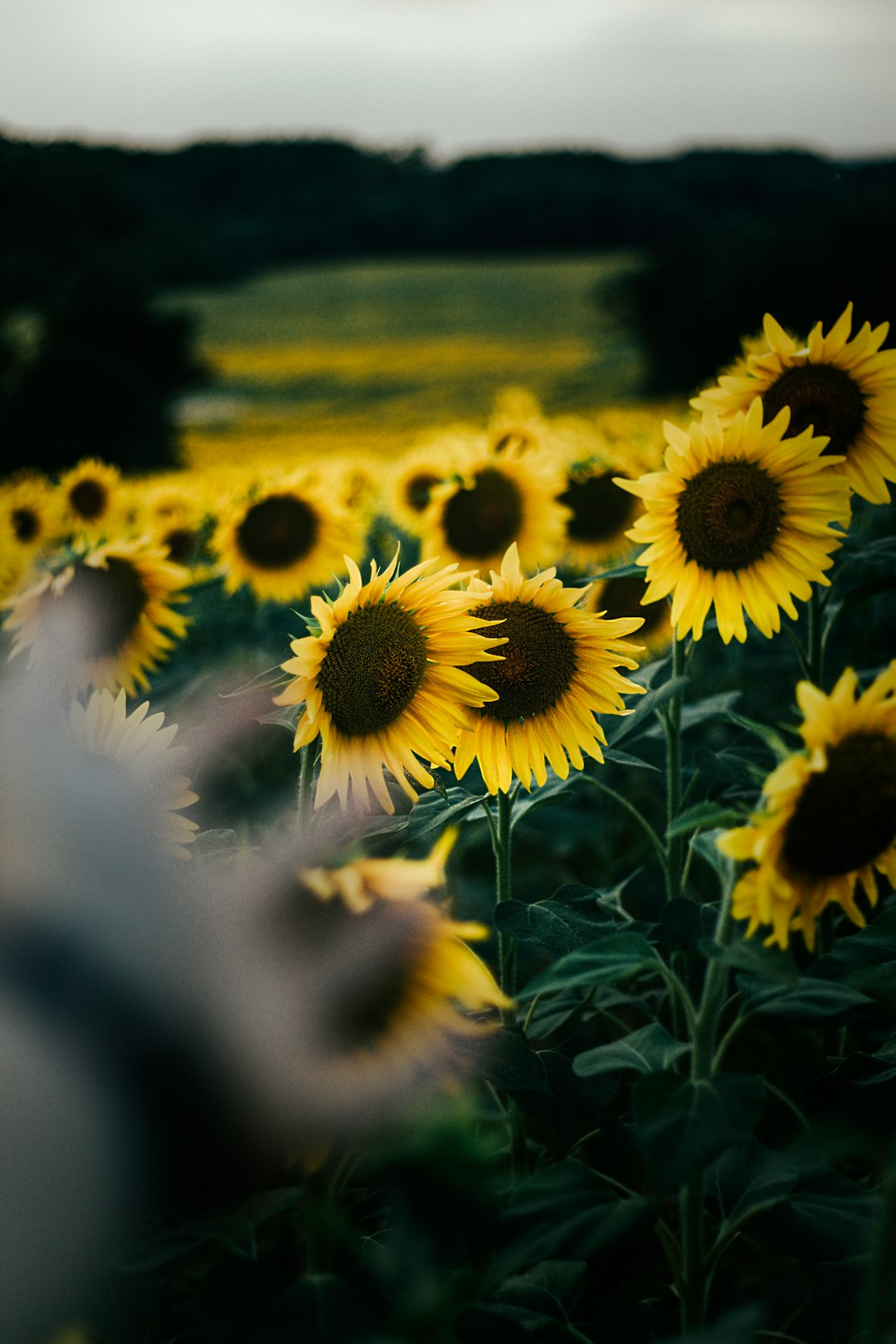 bed of yellow sunflowers