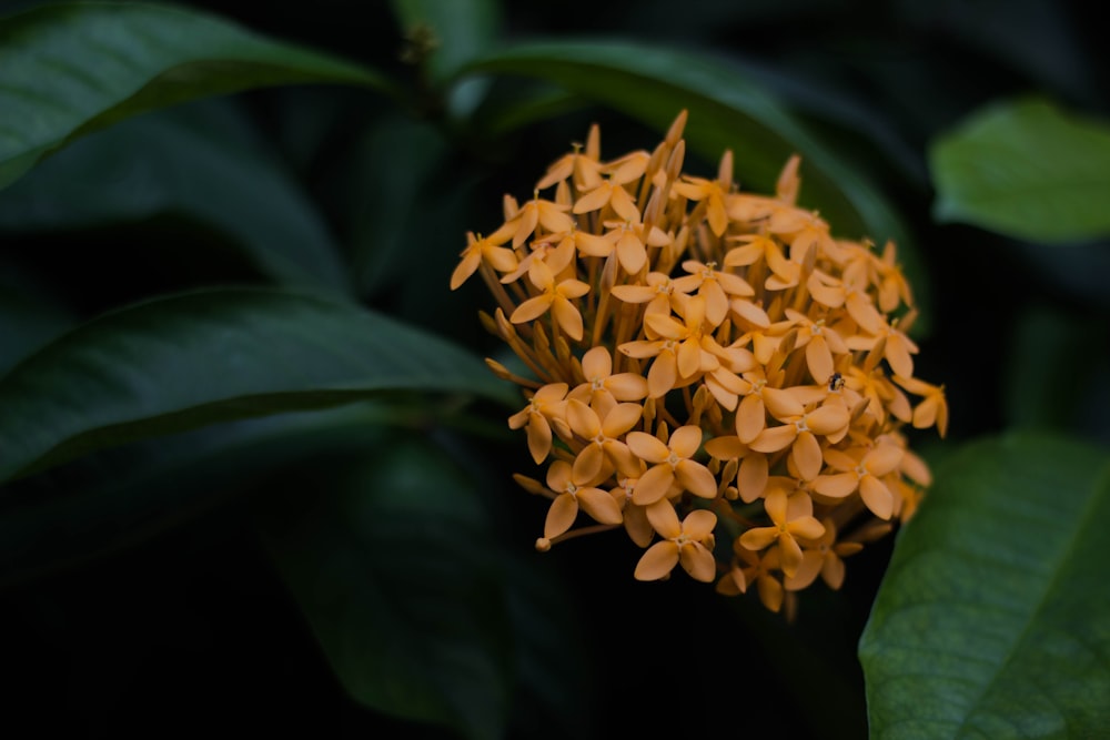yellow Ixora flower