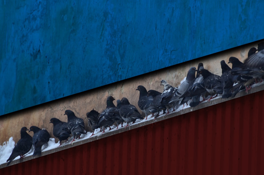 flock of pigeons on gutter