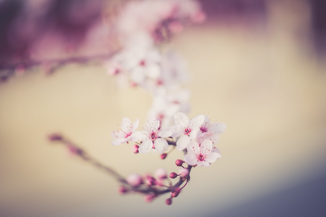 blooming cherry blossom tree
