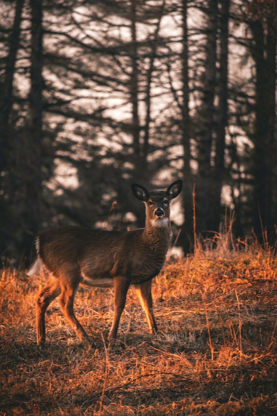 selective focus photography of deer during golden hour