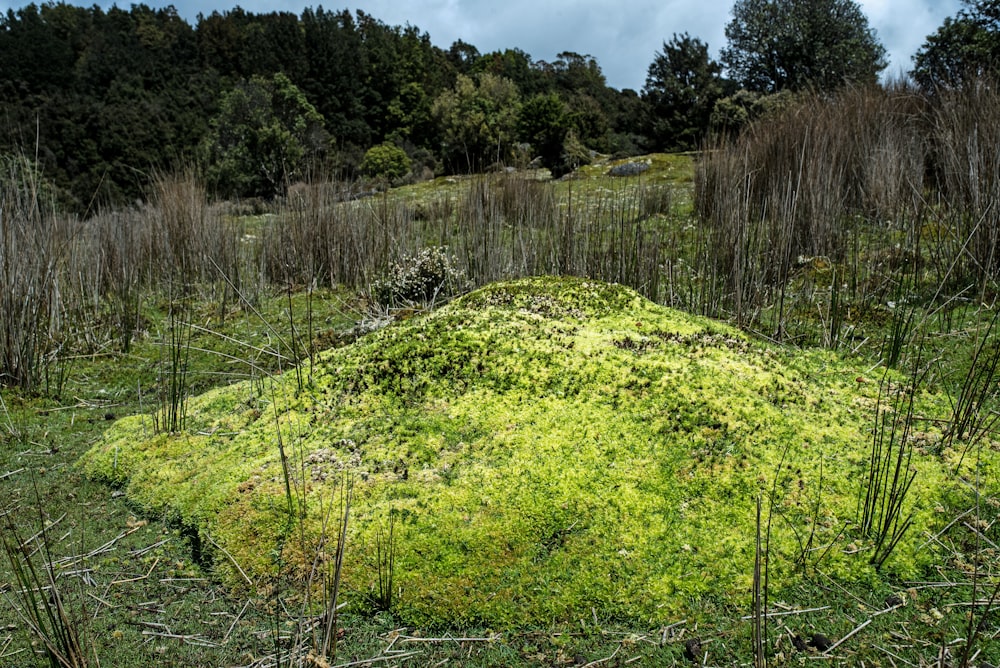 Campo de hierba verde
