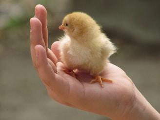 yellow chick