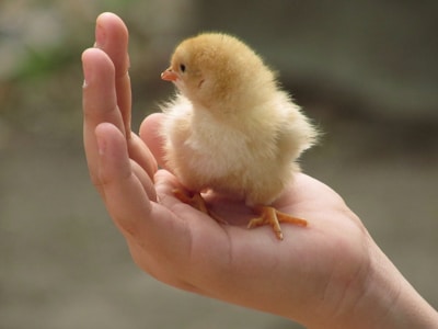 yellow chick