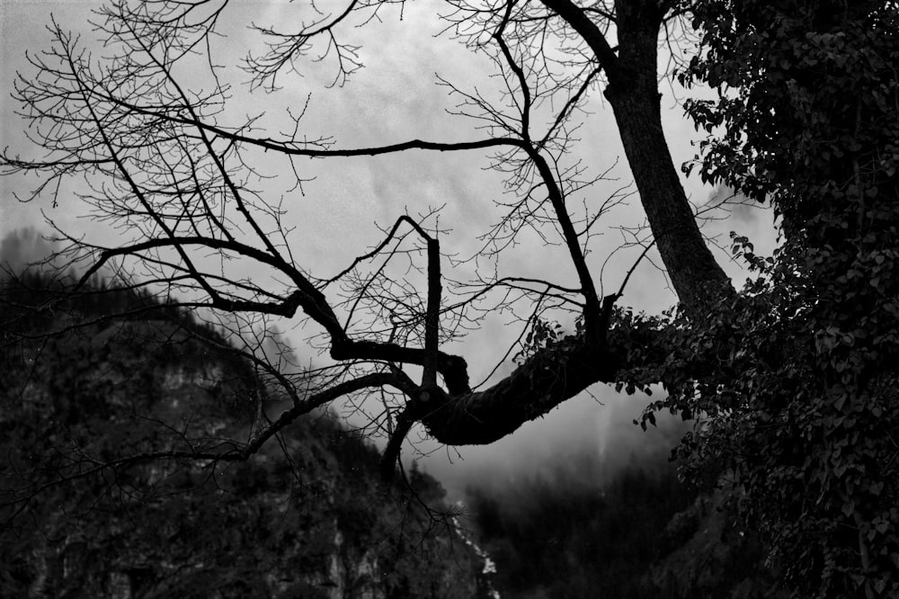 grayscale photography of tree