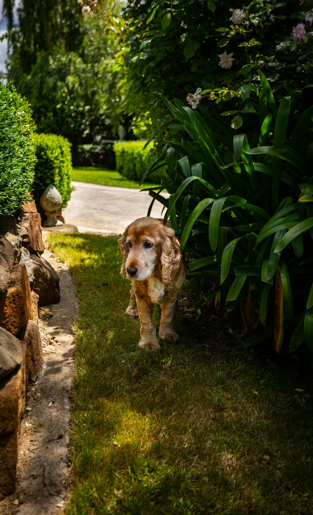 庭の緑の植物のそばに立つ茶色の犬