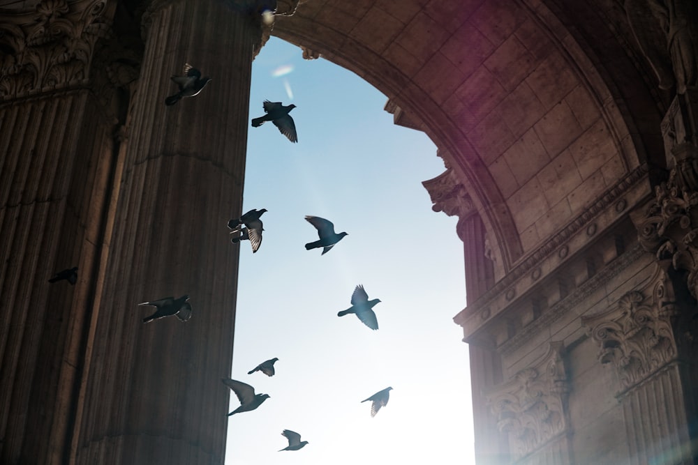 flock of birds photo