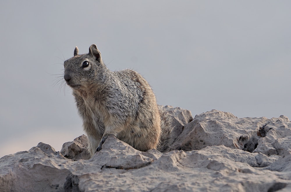 gray squirrel on rock
