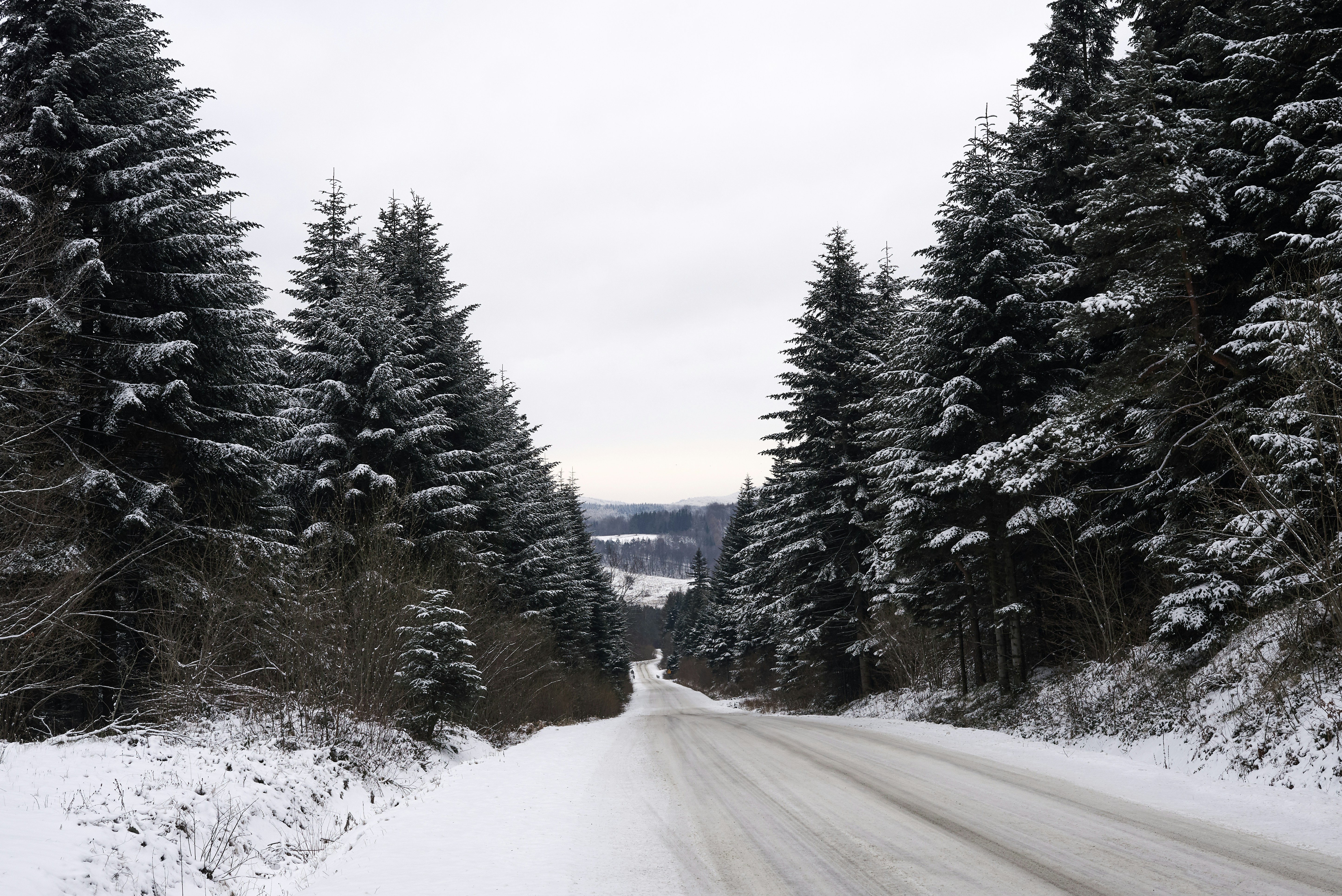 Photo by godgiventrush