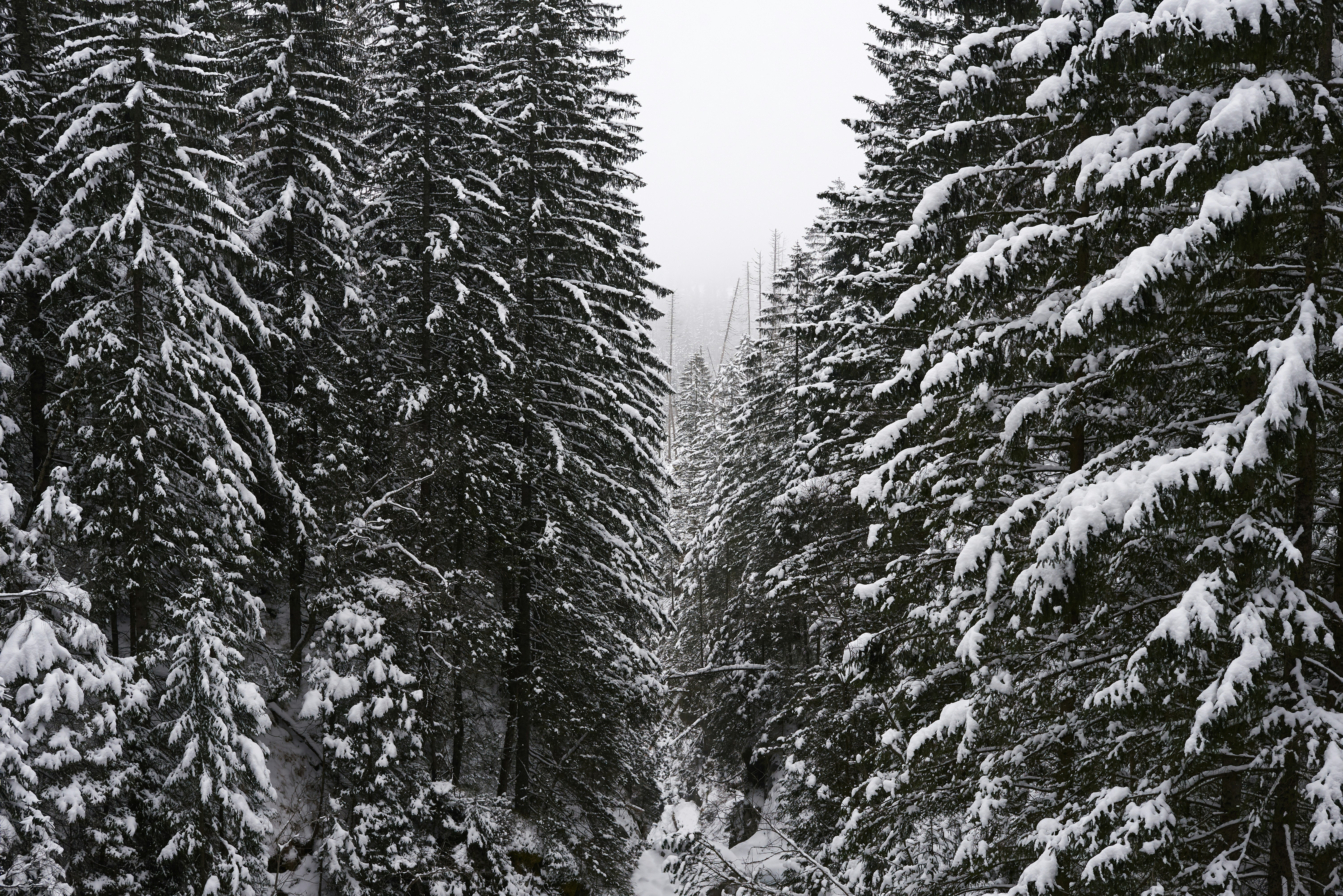 Photo by godgiventrush