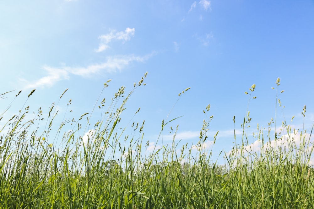 hohe grün blühende Gräser unter blau-weißem, bewölktem Himmel