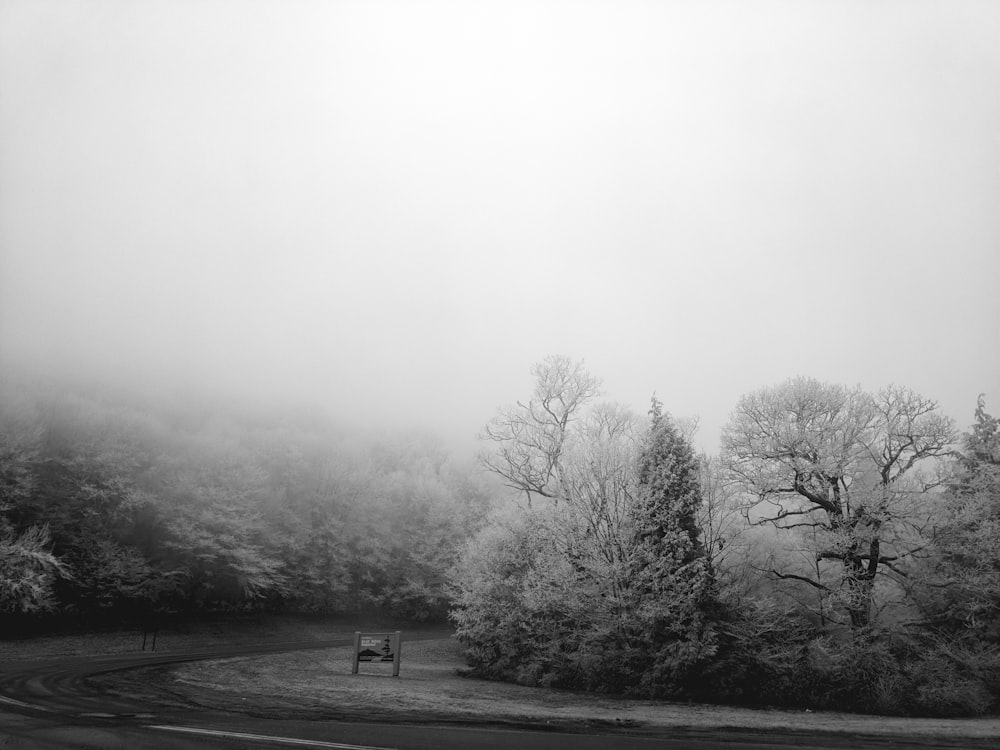 grayscale photo of pine trees