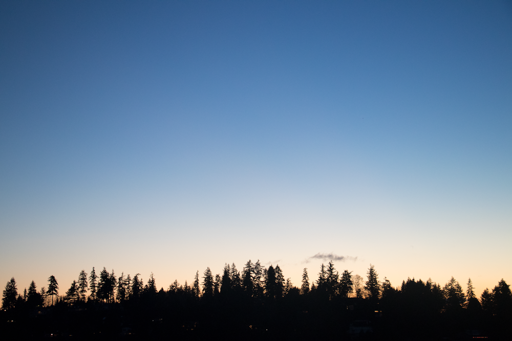 nature photography of silhouette of trees under clear blue sky