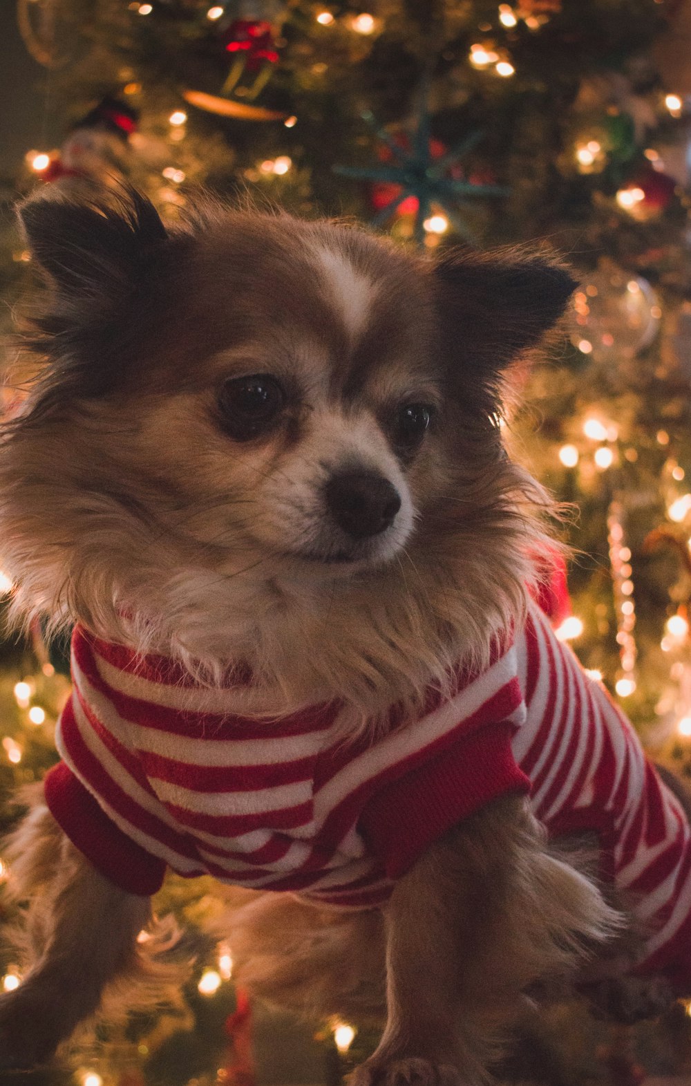 brown and white long coat small dog with red and white striped shirt