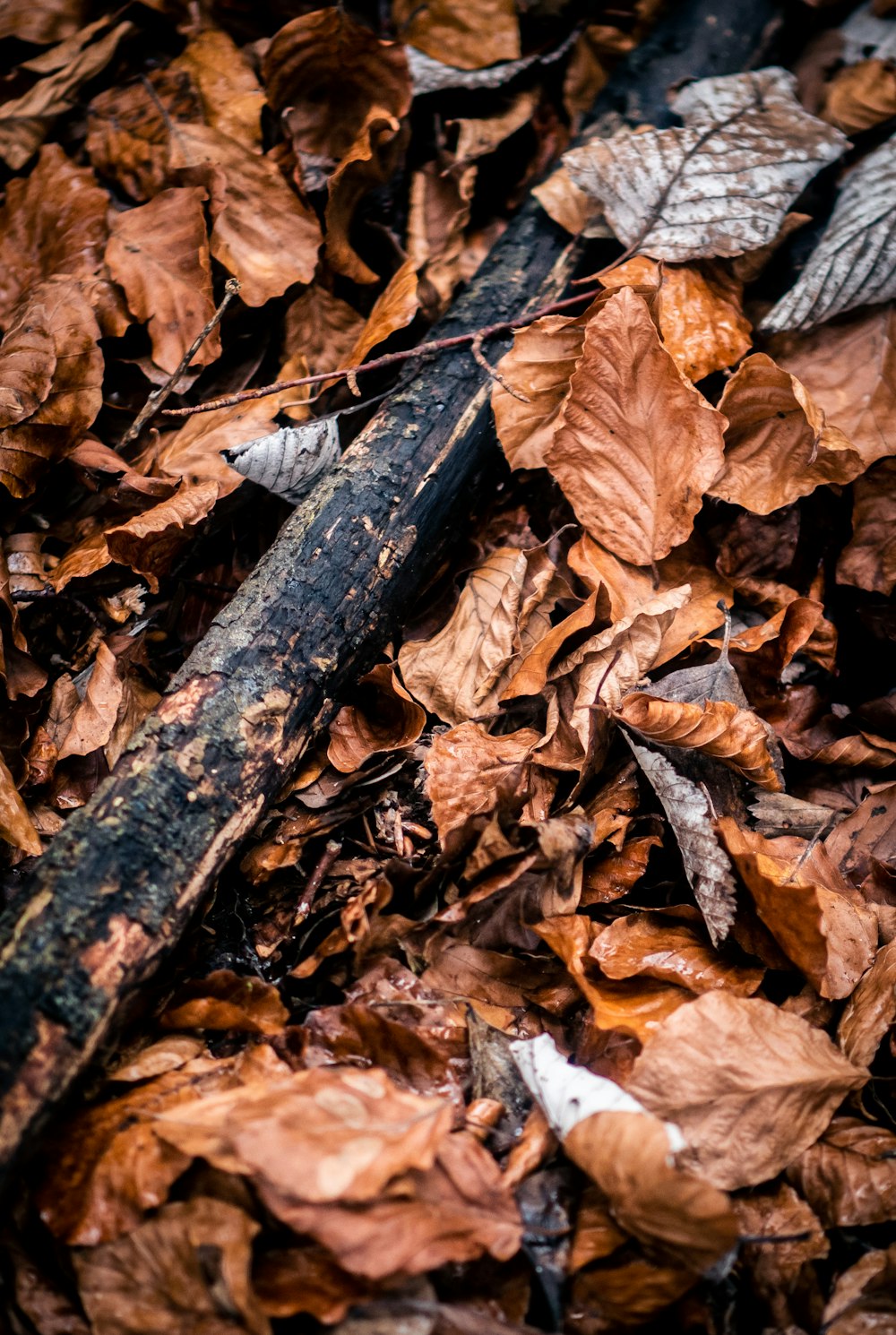 dried leaves