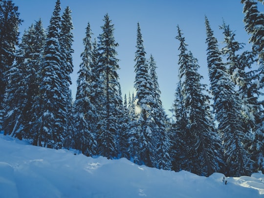 pine tree covered with snow in Revelstoke Canada