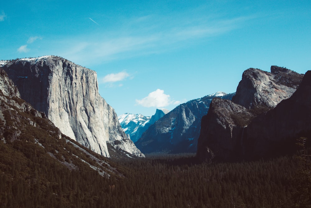 green pine tree and mountain scenery