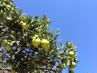 Members harvesting fresh cempedak fruits under a sunny sky.