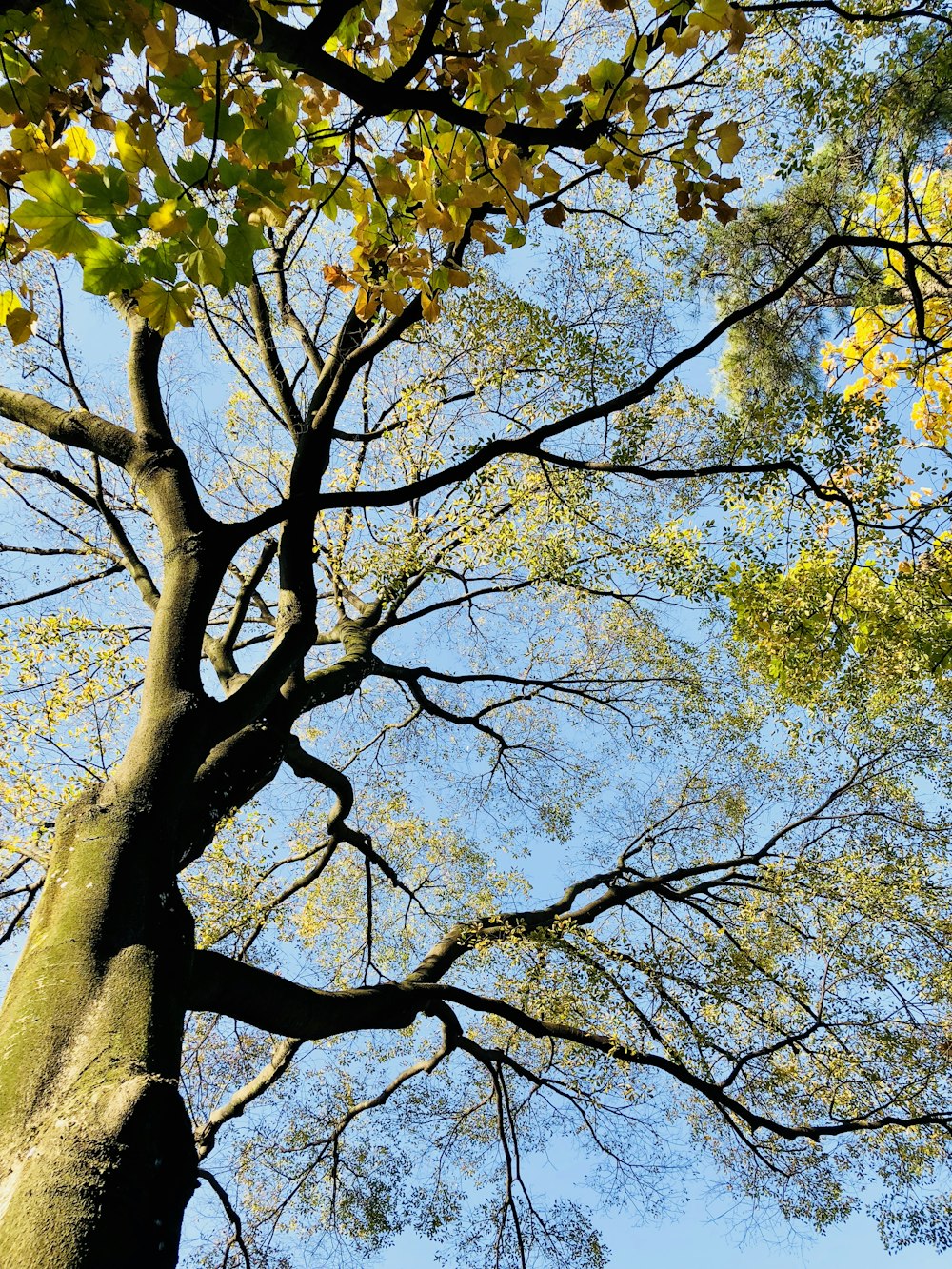 low-angle photography of green trees under clear blue sky during daytime