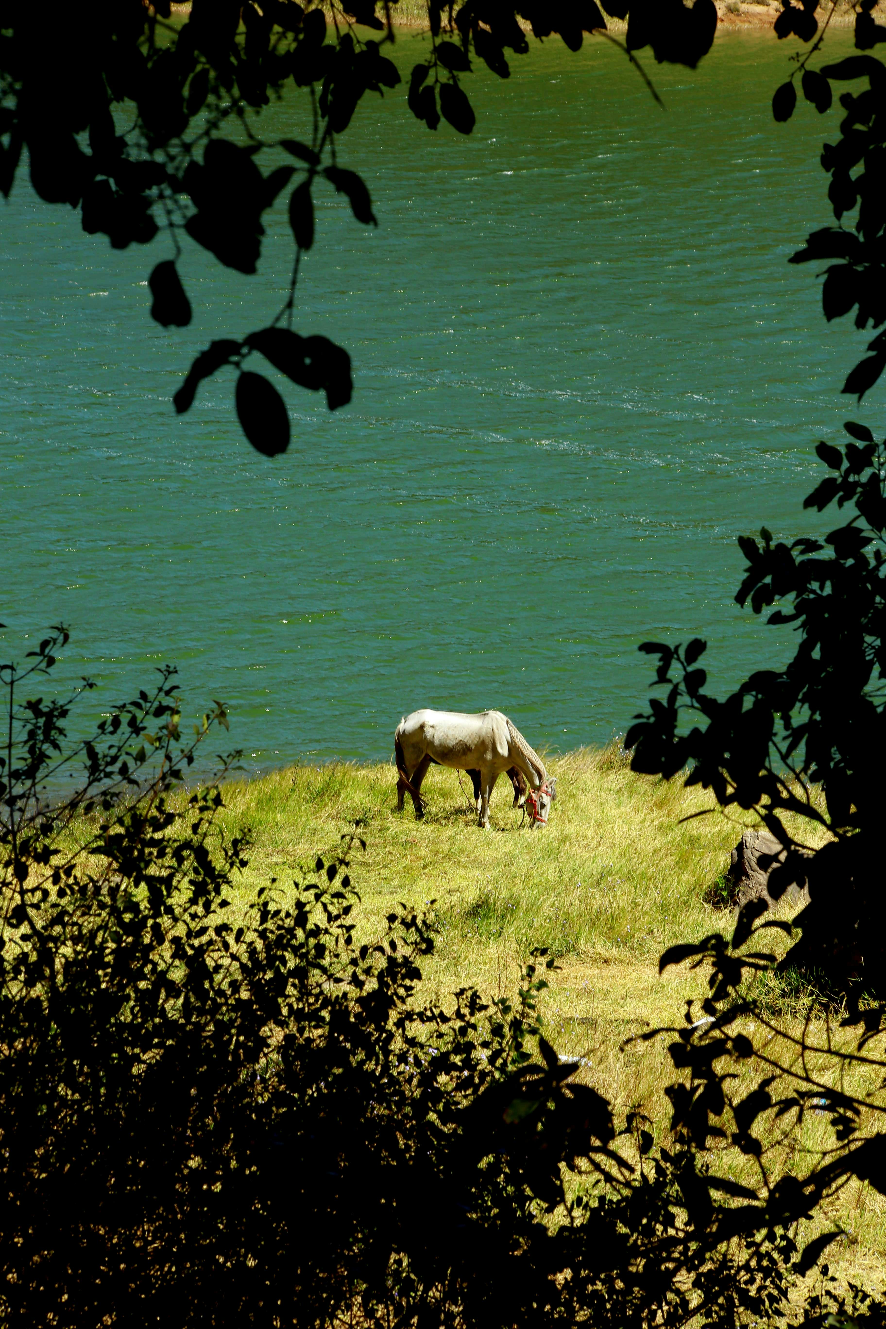 Horse in field