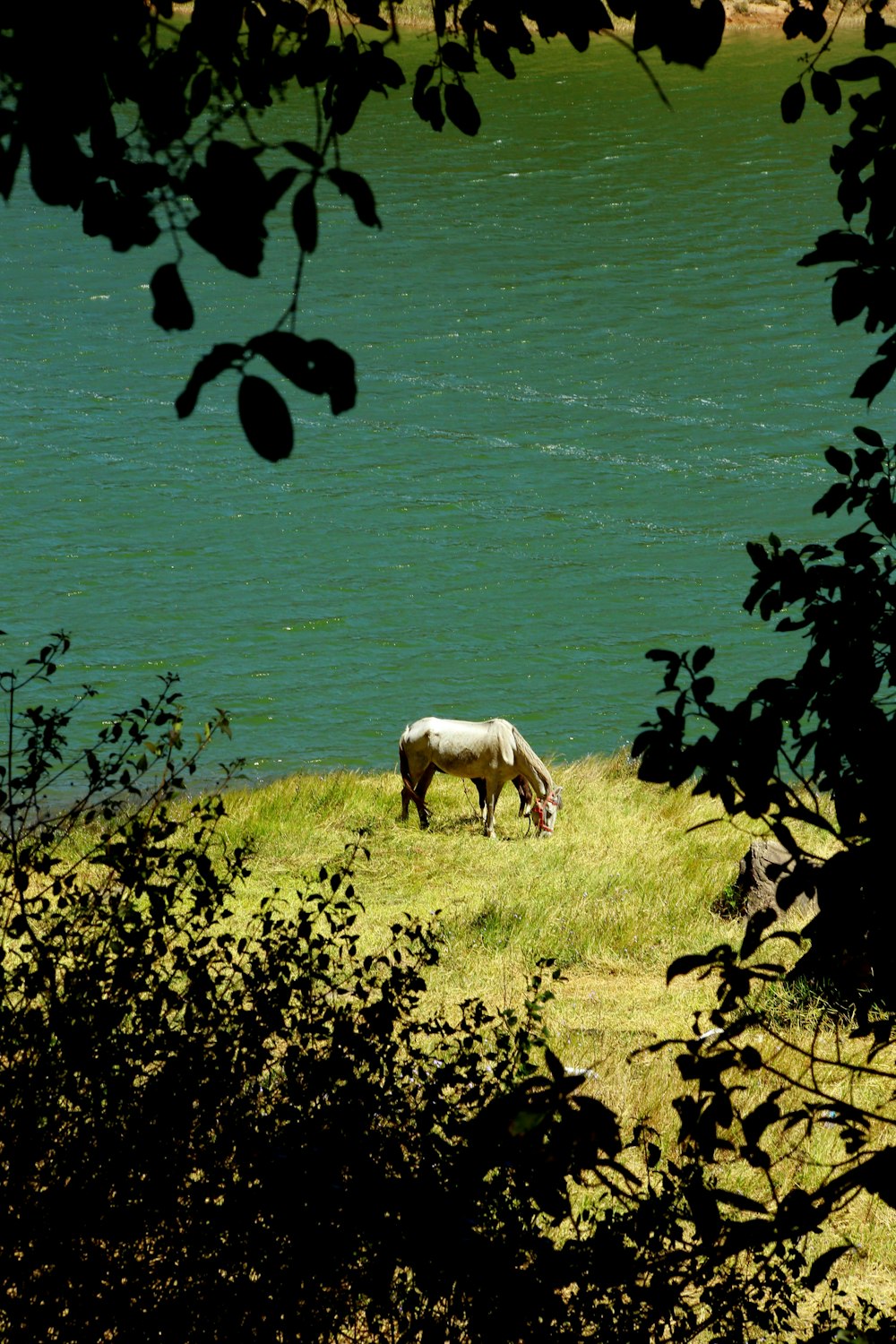 white horse grazing on river bank