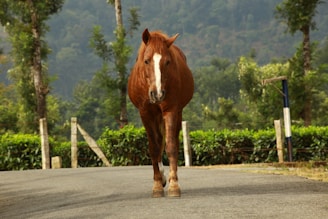 Three-year-old horse trotting freely along a dirt path surrounded by trees.