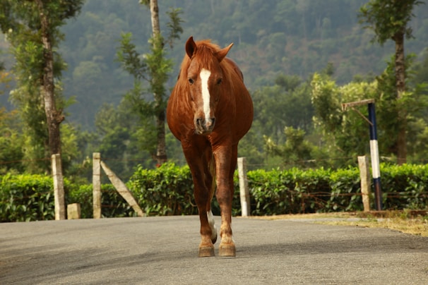 Three-year-old horse trotting freely along a dirt path surrounded by trees.
