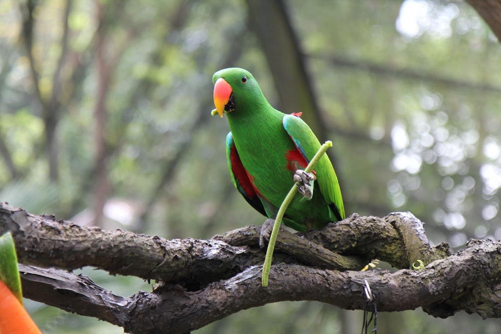 Papagaio verde empoleirado no galho da árvore