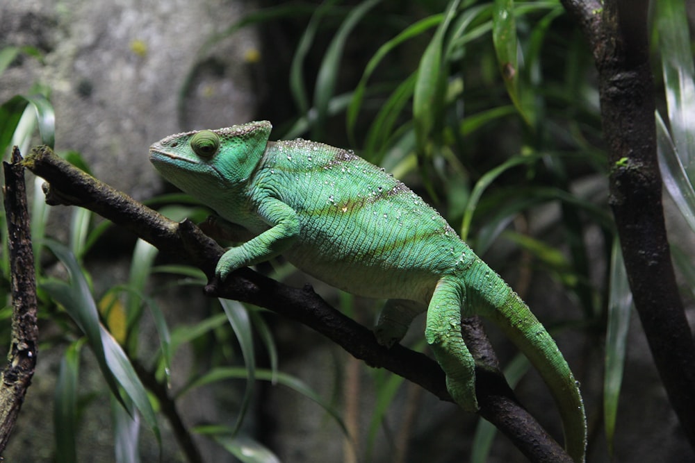 caméléon vert sur branche brune